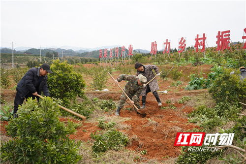 怀化靖州 杨梅树下种玉竹 开辟新的致富路