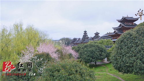 靖州江东风雨桥 花红柳绿春意闹 别样风光惹人醉