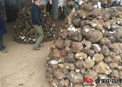 云南产新减少,靖州茯苓市场调研报告_康美中药网