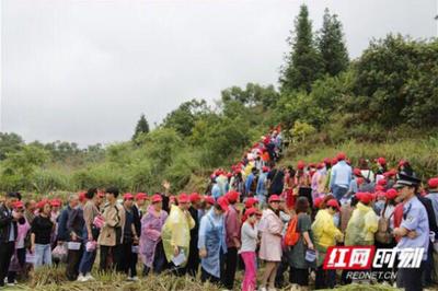 靖州:“梅事”引爆梅乡经济