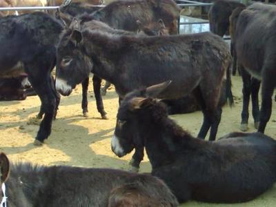 【靖州肉驴养殖 养殖基地】价格,厂家,驴-搜了网