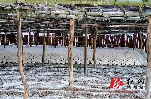 靖州县藕团乡 小灵芝 撬动大产业