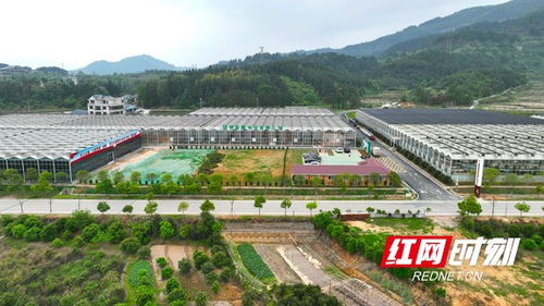 湘 村振兴新图景丨靖州 育秧有了 流水线 智能化让春耕 加速