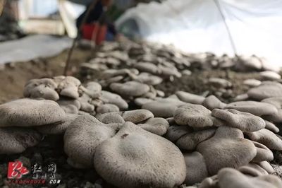 湖南14市州全部“进篮” 农博会上这则签约意义重大