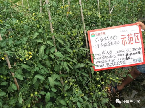 番茄移栽种植,做好如下三关