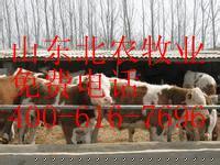 【湖南靖州肉牛养殖场】价格,厂家,牛-搜了网