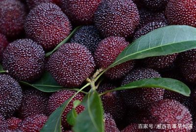 湘西州特产之靖州杨梅