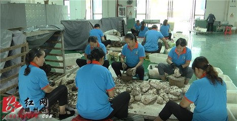 “科技列车怀化行”科技惠民在靖州 服务指导面对面