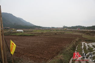 靖州金顺生态农业基地成立 探索现代 共享农业 新模式