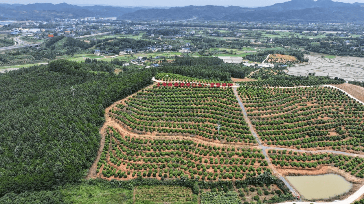 推进靖州中医药全产业链发展 让道地药材更“地道”