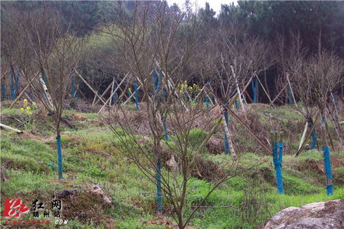 靖州苗木大户抢抓农时保生产